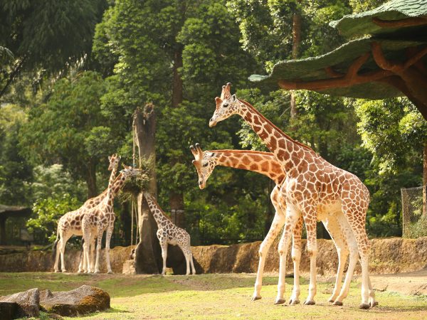 Tips Penting Wisata ke Taman Safari Bogor, Liburan Makin Mengasyikan