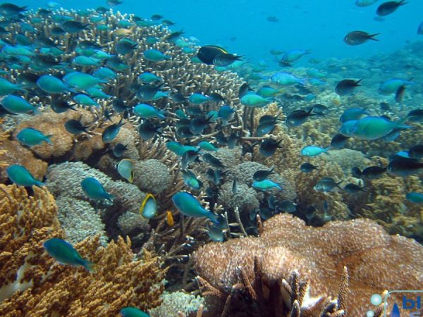 Snorkeling dan Scuba Diving, Apa Perbedaannya?